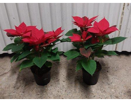 Poinsettia m14 calidad B E09-25-0008/             