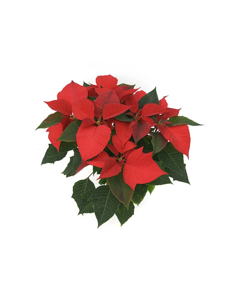 Poinsettia m14 calidad B E09-25-0008/             