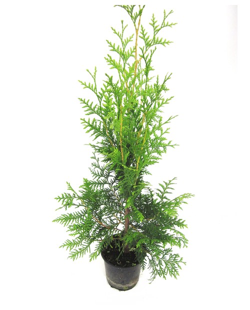 Thuya de valla 70/80cm m14                        