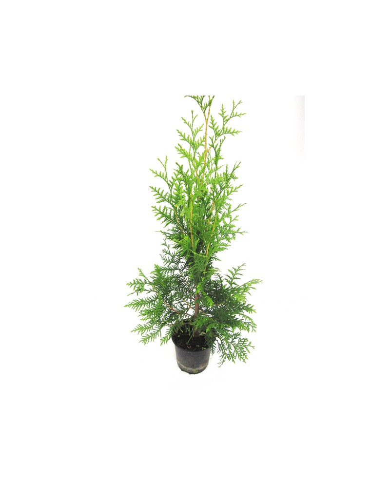 Thuya de valla 70/80cm m14                        