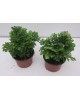 Selaginella 10                                    
