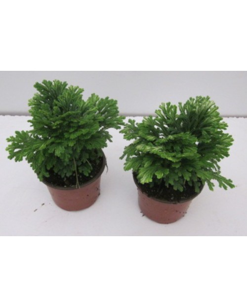 Selaginella 10                                    