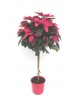 Poinsettia arbol m22 E09-25-0008/                 