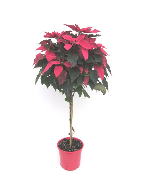 Poinsettia arbol m22 E09-25-0008/                 