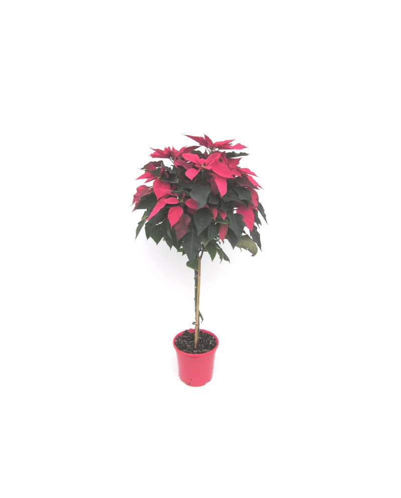 Poinsettia arbol m22 E09-25-0008/                 