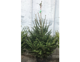 Abeto excelsa maceta 100/125cm negro              