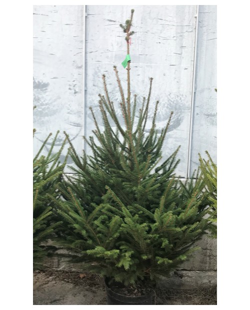 Abeto excelsa maceta 100/125cm negro              