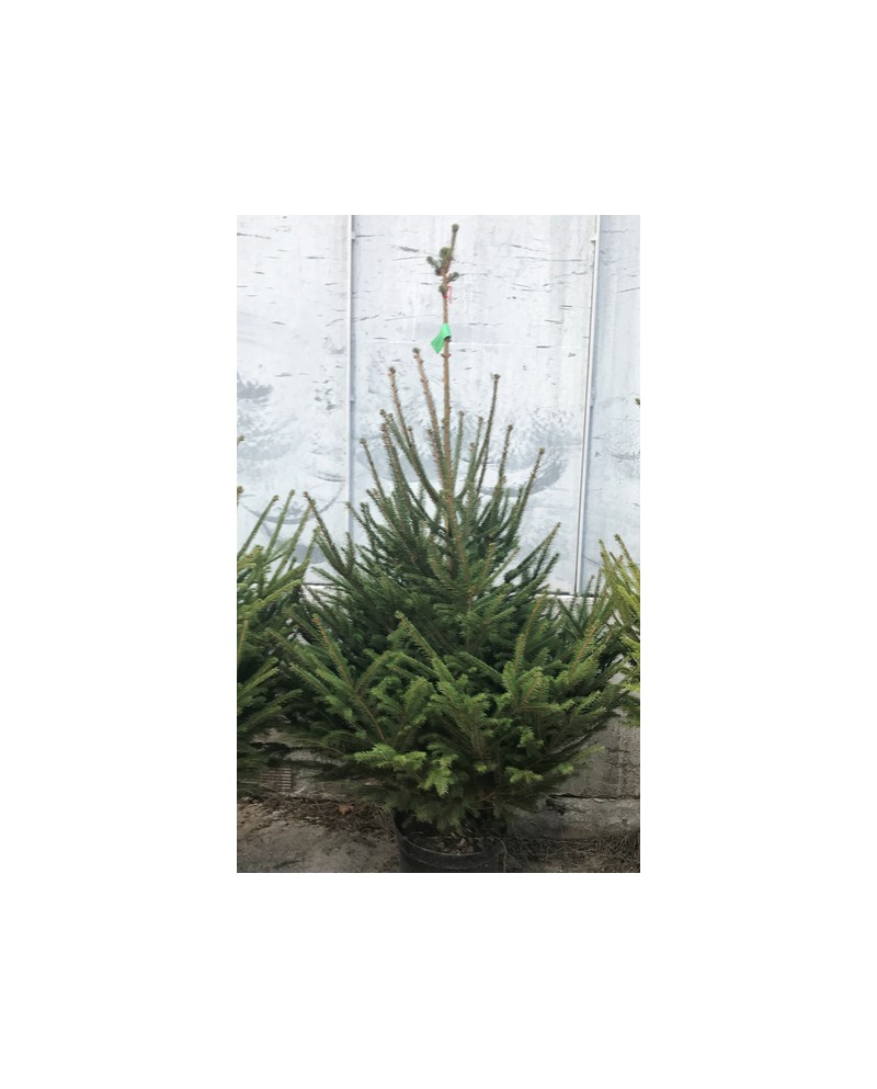 Abeto excelsa maceta 100/125cm negro              