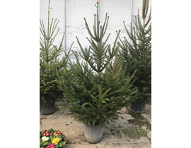 Abeto excelsa maceta 125/150cm blanco             