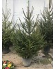 Abeto excelsa maceta 125/150cm blanco             
