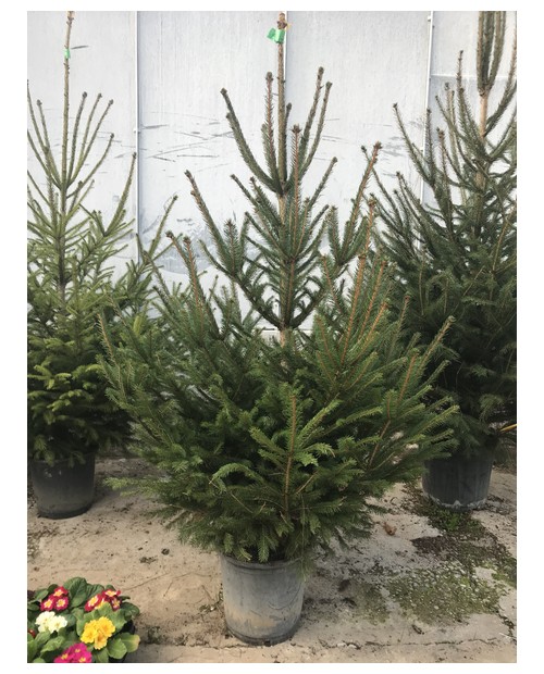 Abeto excelsa maceta 125/150cm blanco             