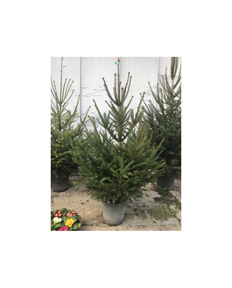 Abeto excelsa maceta 125/150cm blanco             