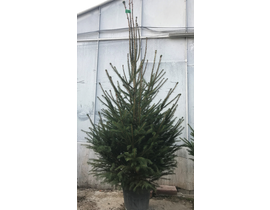 Abeto excelsa maceta 150/175cm rojo               