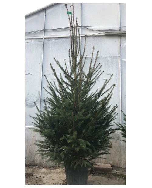 Abeto excelsa maceta 150/175cm rojo               