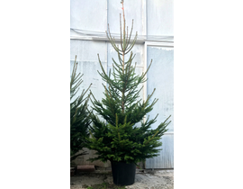 Abeto excelsa maceta 175/200cm azul               