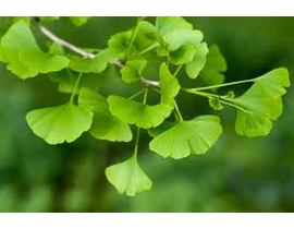 Ginkgo biloba 4/6 175/200cm                       