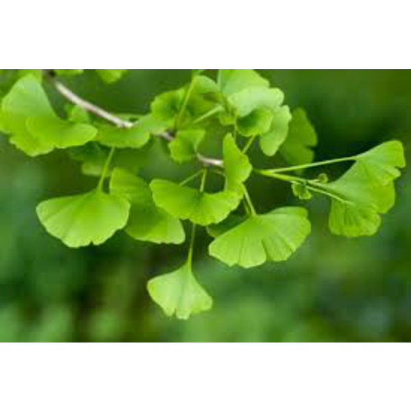 Ginkgo biloba 4/6 175/200cm                       