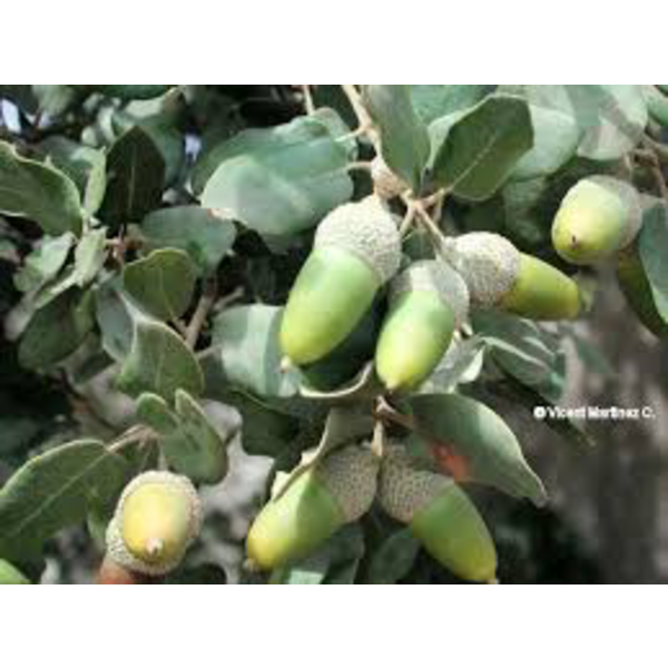 Quercus ilex 10/12 co                             