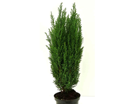 Chamaecyparis elwodii m17 50cm                    