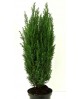 Chamaecyparis elwodii m17 50cm                    