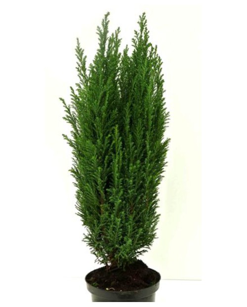 Chamaecyparis elwodii m17 50cm                    