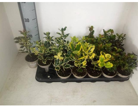 Ilex mix m9                                       
