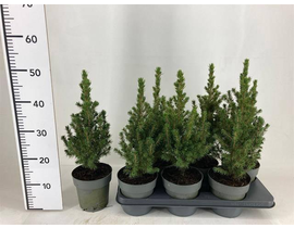 Picea conica glauca m15 40cm                      