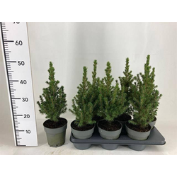 Picea conica glauca m15 40cm                      