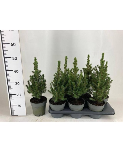 Picea conica glauca m15 40cm                      