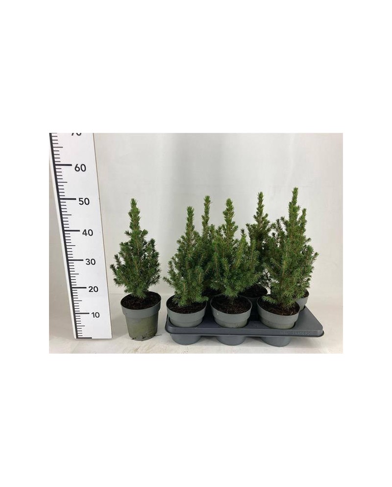 Picea conica glauca m15 40cm                      