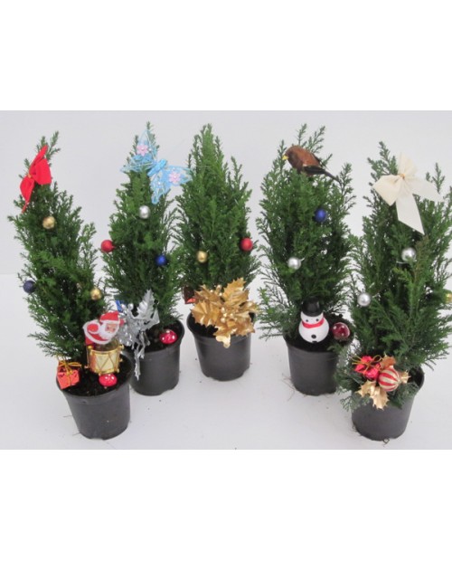 Adorno chamaecyparis m9                           