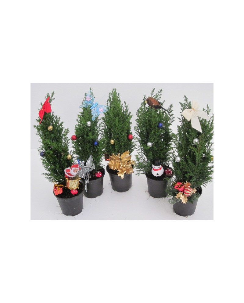 Adorno chamaecyparis m9                           