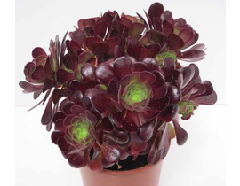 Aeonium arboreum m13                              