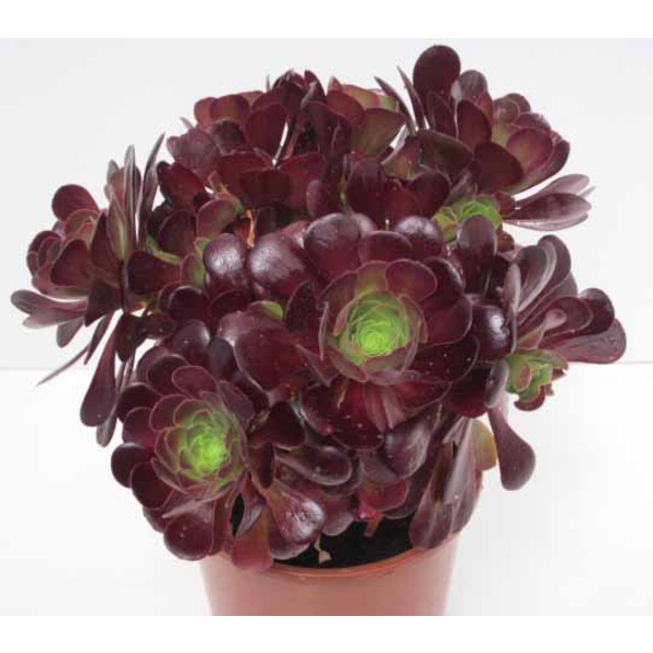 Aeonium arboreum m13                              