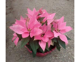 Poinsettia centro 26Ø princetia baja E09-25-0008/ 