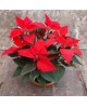 Poinsettia centro 26Ø princetia baja E09-25-0008/ 