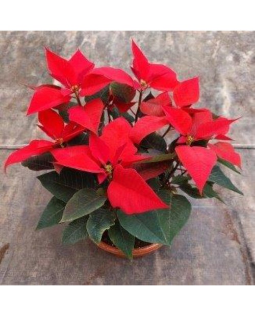 Poinsettia centro 26Ø princetia baja E09-25-0008/ 