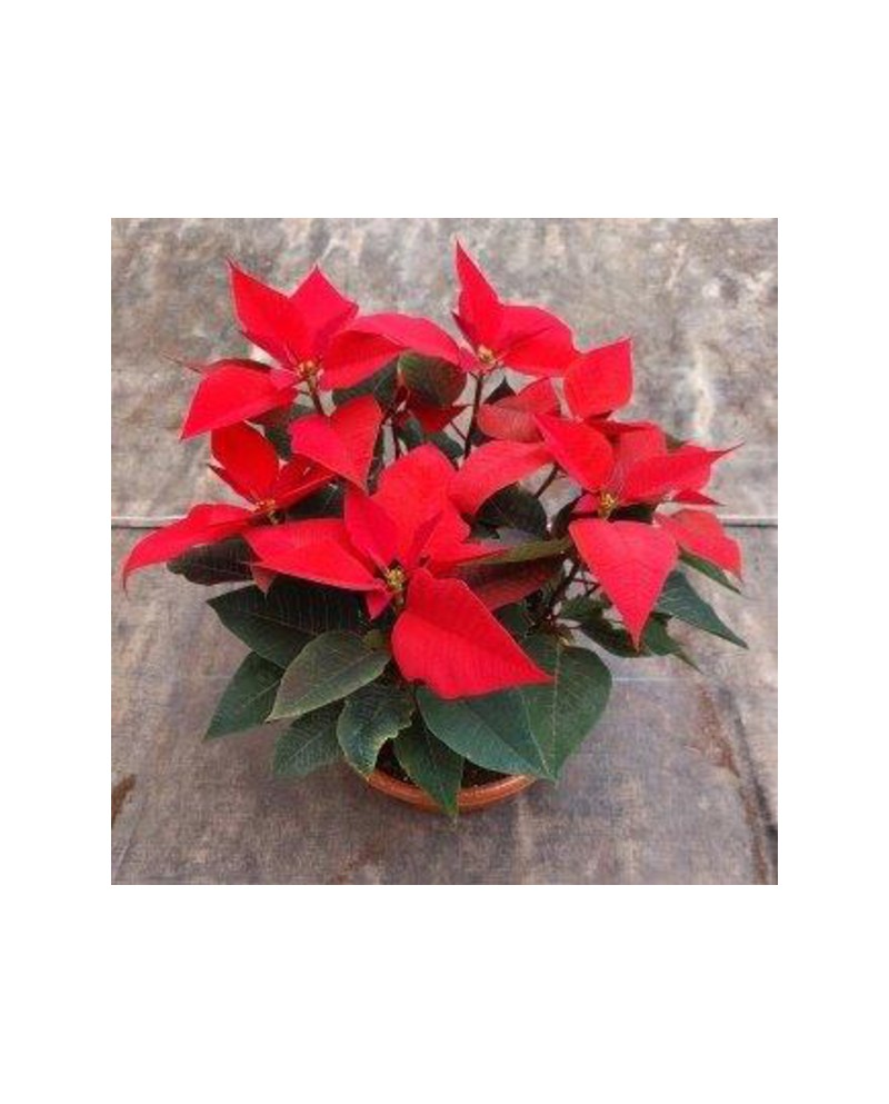 Poinsettia centro 26Ø princetia baja E09-25-0008/ 