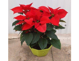 Poinsettia centro m26Ø tres plantas               