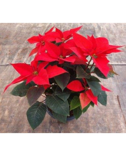 Poinsettia centro m26Ø tres plantas               