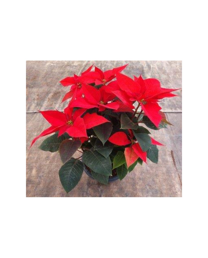 Poinsettia centro m26Ø tres plantas               