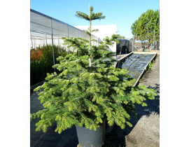 Abeto nordmanniana 080/100                        