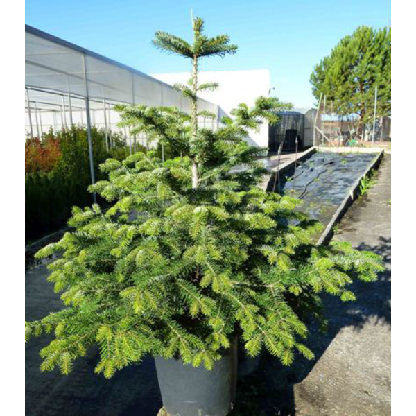 Abeto nordmanniana 080/100                        