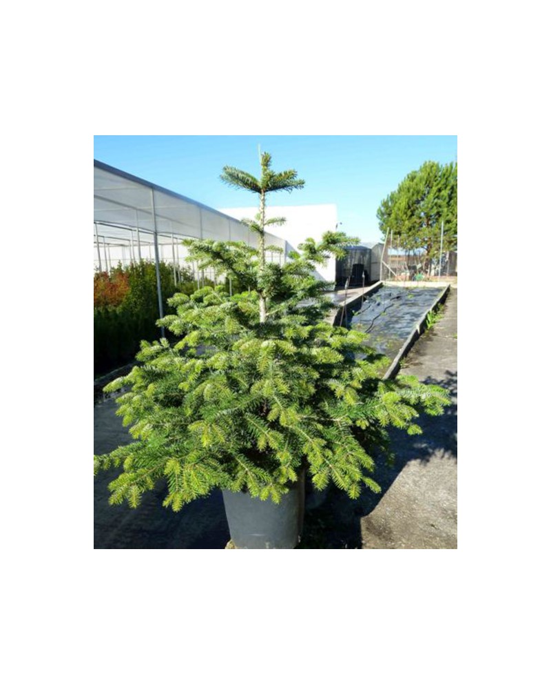 Abeto nordmanniana 80/100                         