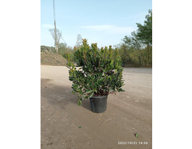 Arbutus unedo madroño 10lt 60/80cm                