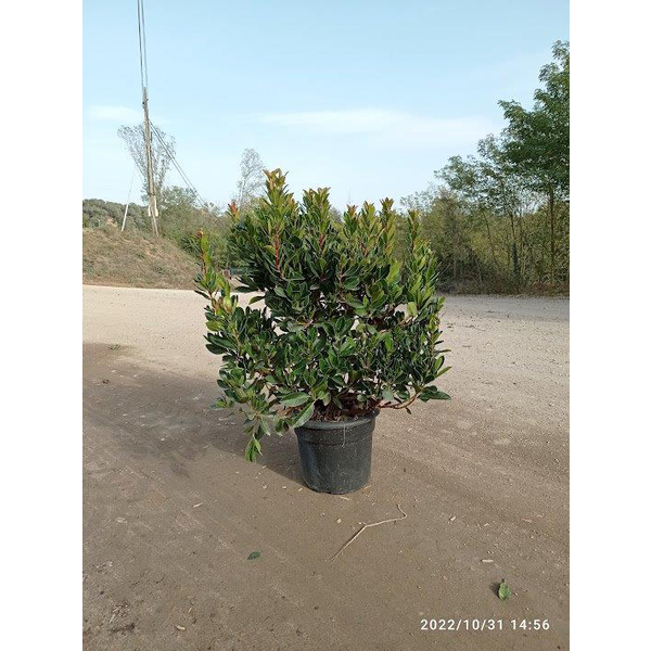 Arbutus unedo madroño 10lt 60/80cm                