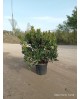 Arbutus unedo madroño 10lt 60/80cm                