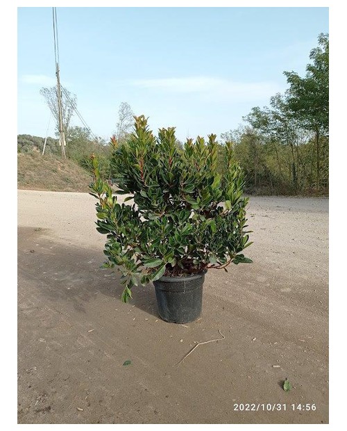 Arbutus unedo madroño 10lt 60/80cm                