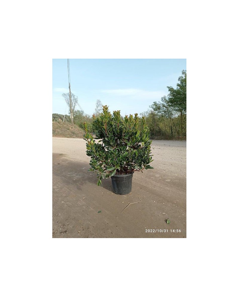 Arbutus unedo madroño 10lt 60/80cm                