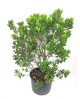 Arbutus unedo madroño 10lt 60/80cm                